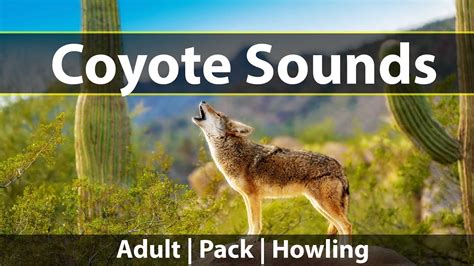 coyotes howling and yipping
